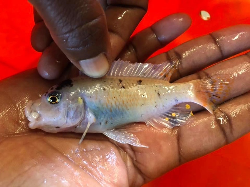 Maylandia zebra 'Londo Bay'